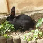 what can rabbits chew