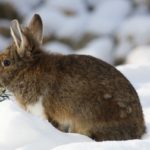 rabbit play snow