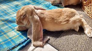 English Lop rabbit breed