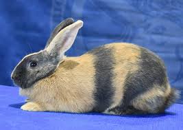 Harliquin rabbit breed