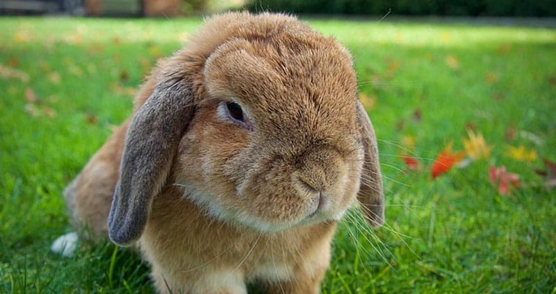 Holland lop rabbit breed