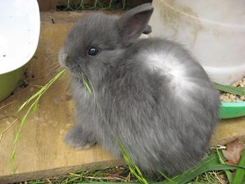 Jersey Wooly rabbit breed