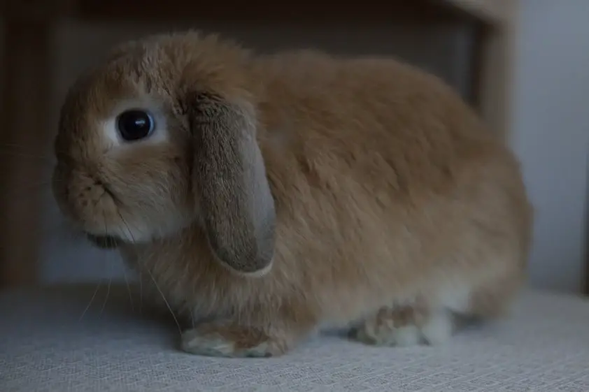 Mini lop rabbit breed