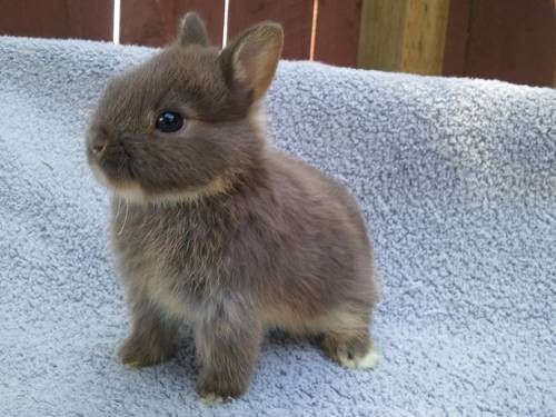 Netherland dwarf rabbit breed