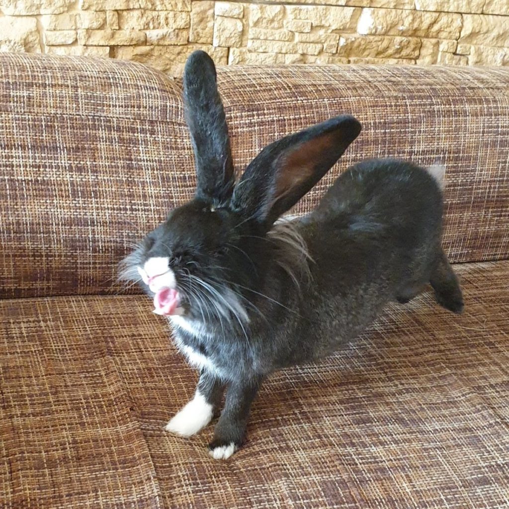 Rabbit yawning