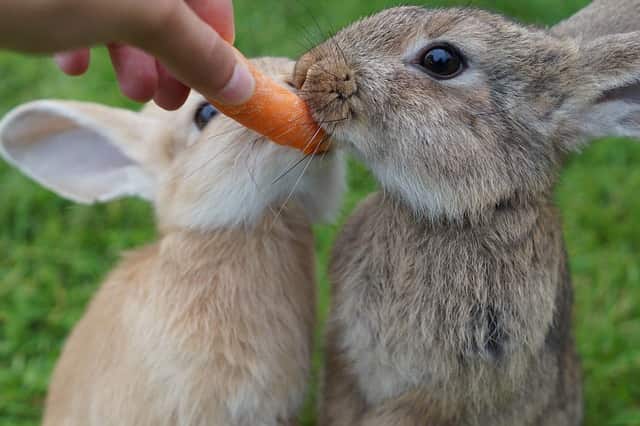 Can rabbits eat carrots