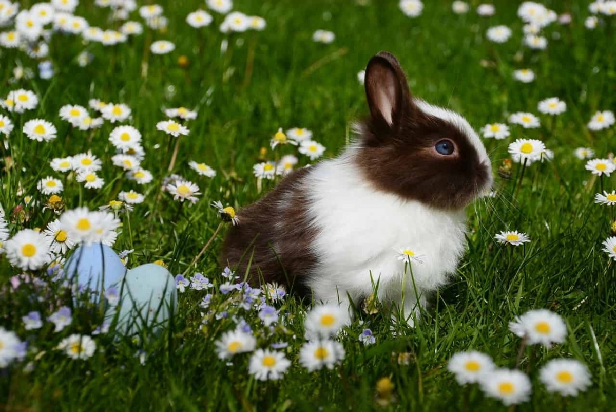 how to rabbit proof your garden