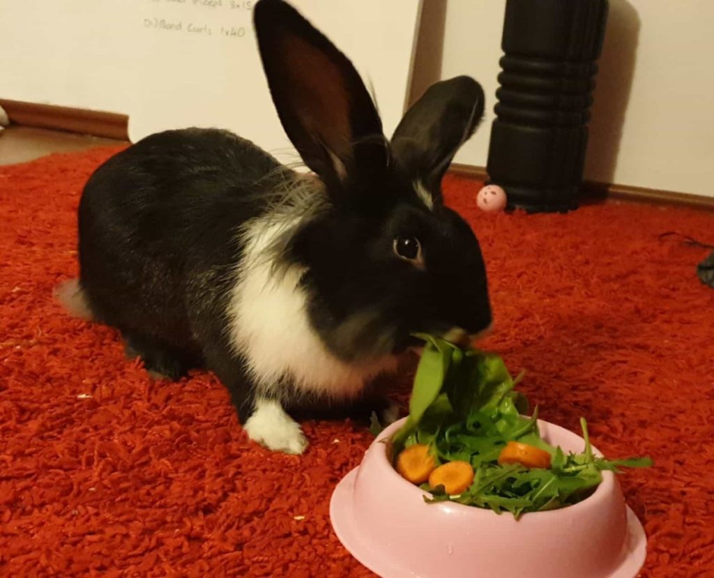 can bunnies eat celery