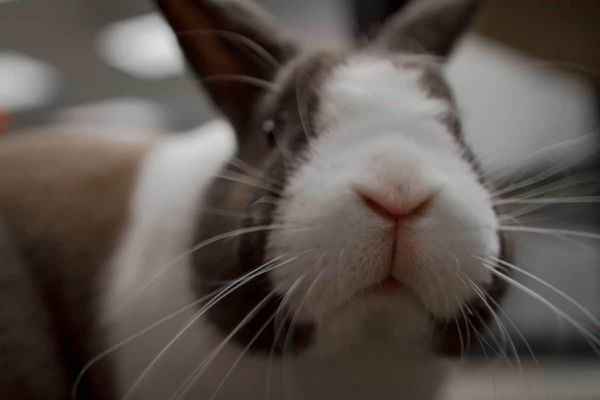 why do rabbits have whiskers