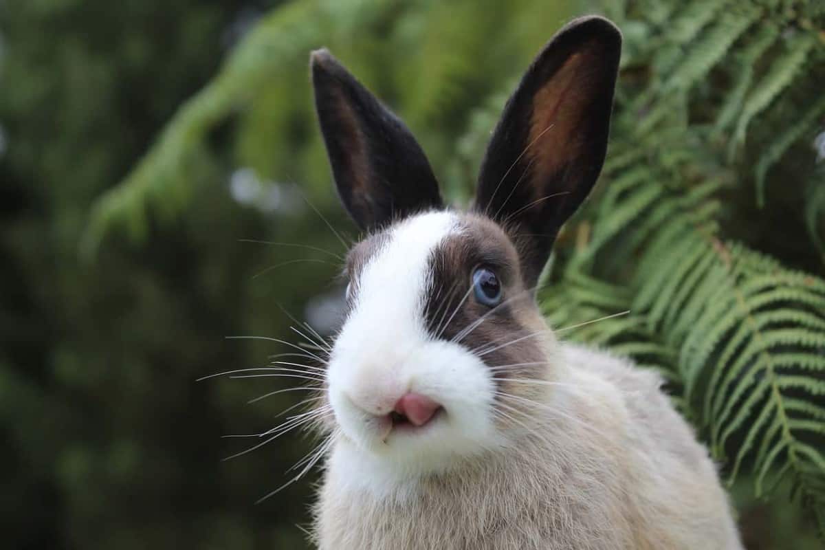 why do rabbits lick things