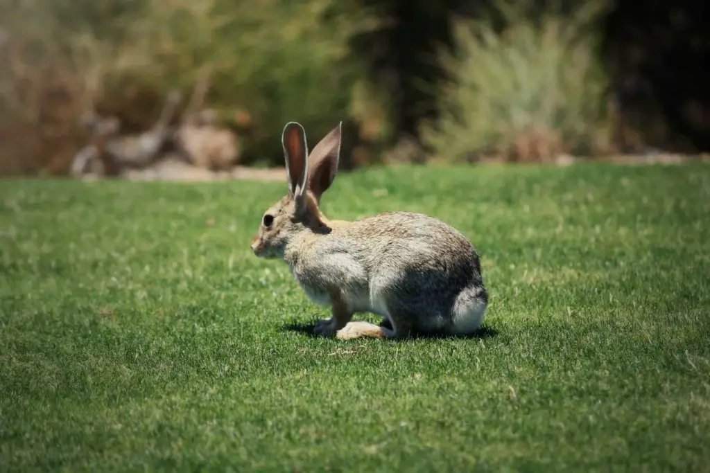 How Fast Can A Bunny Run