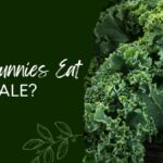 Can Bunnies Eat Kale