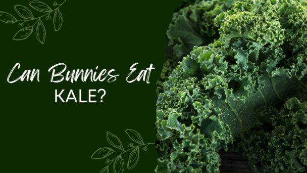 Can Bunnies Eat Kale
