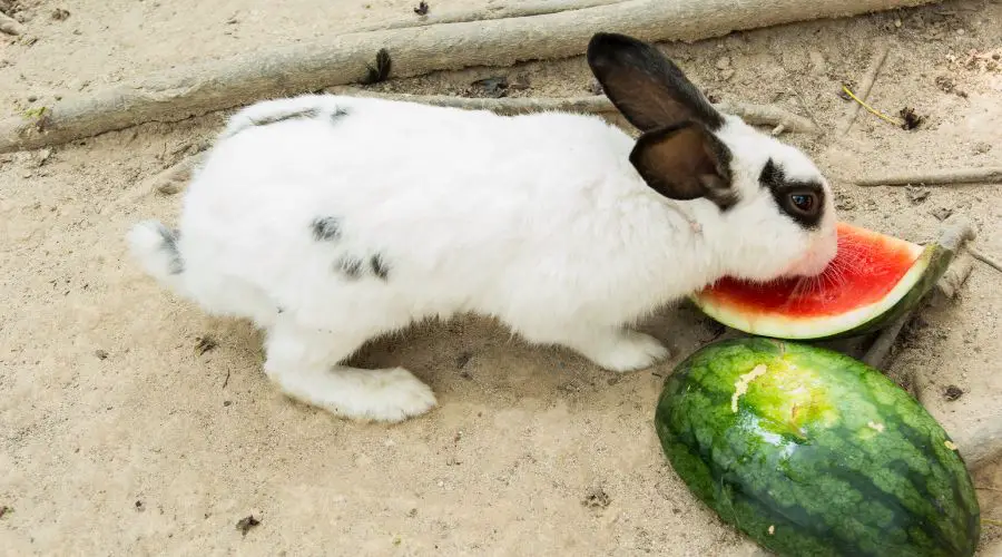 Can Bunnies Eat Watermelon Skin