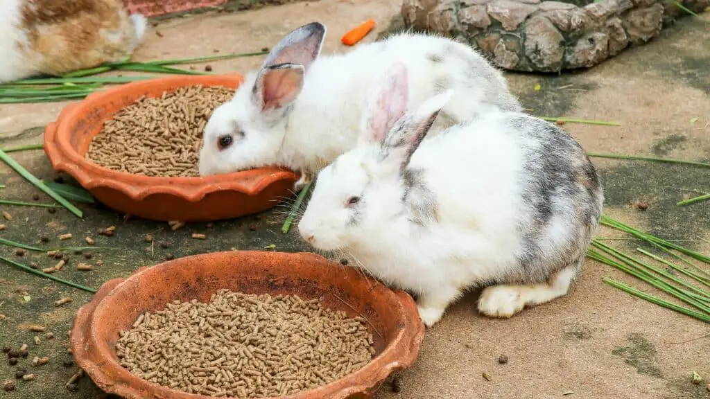 Applesauce Alternatives For Bunnies