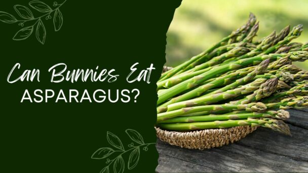 Can Bunnies Eat Asparagus