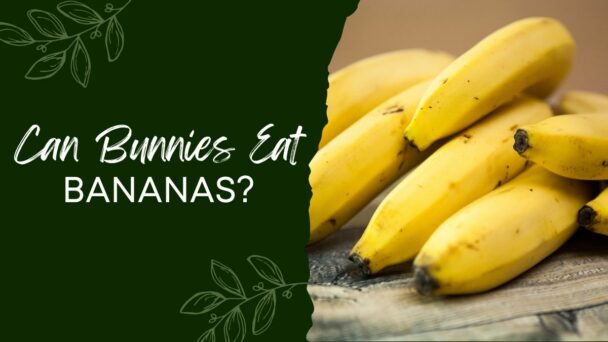 Can Bunnies Eat Bananas