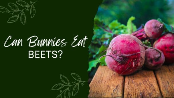 Can Bunnies Eat Beets