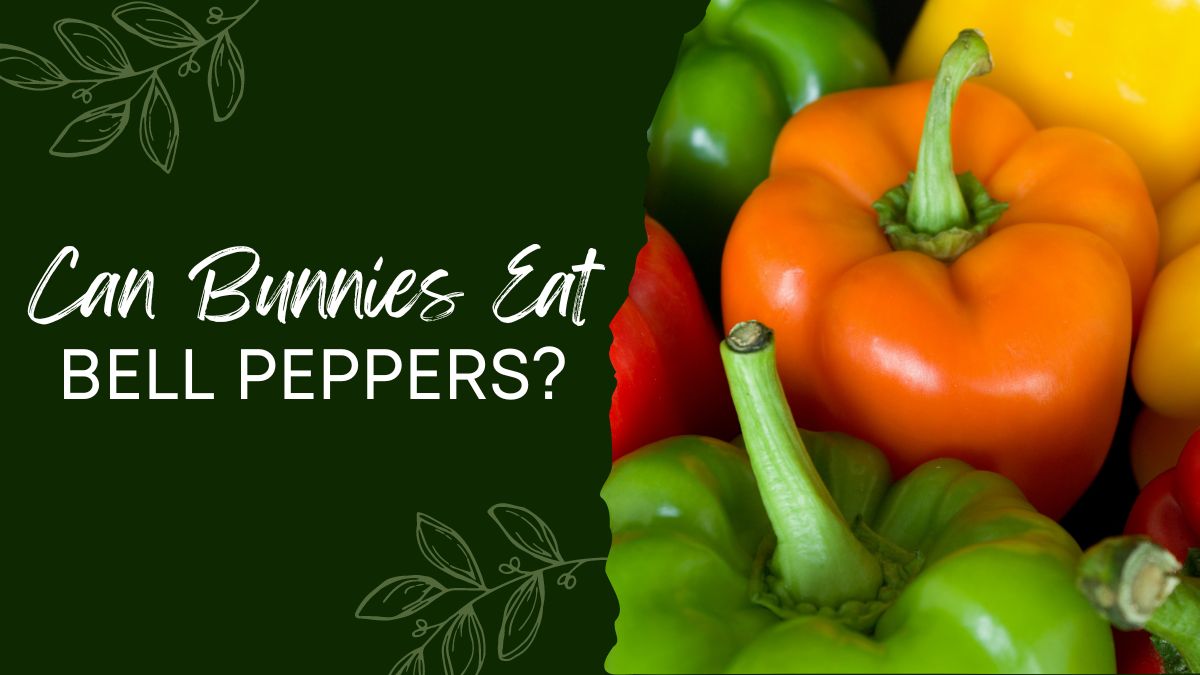 Can Bunnies Eat Bell Peppers? (Red, Orange, Yellow, Green, Seeds ...