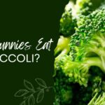Can Bunnies Eat Broccoli