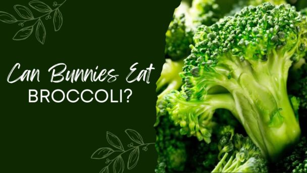Can Bunnies Eat Broccoli