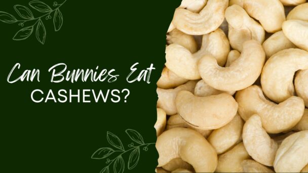 Can Bunnies Eat Cashew Nuts