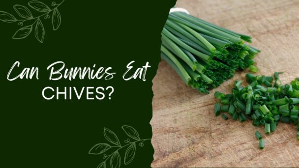 Can Bunnies Eat Chives