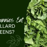 Can Bunnies Eat Collard Greens
