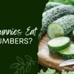 Can Bunnies Eat Cucumbers