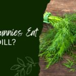 Can Bunnies Eat Dill