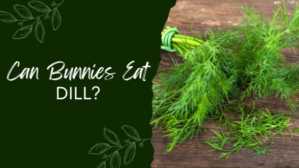 Can Bunnies Eat Dill