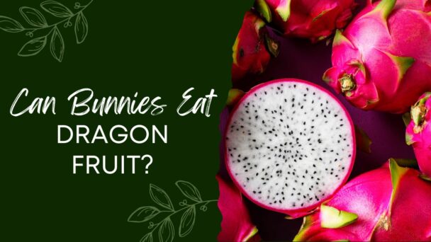 Can Bunnies Eat Dragon Fruit
