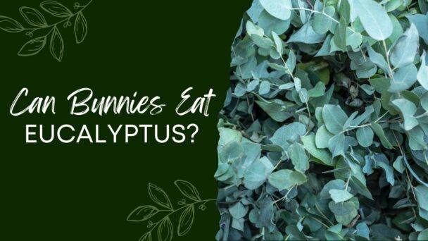 Can Bunnies Eat Eucalyptus