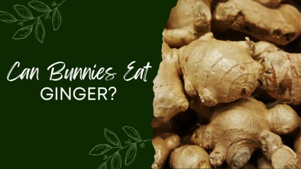 Can Bunnies Eat Ginger