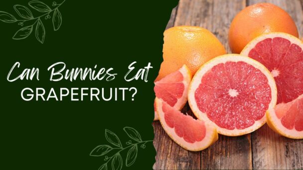 Can Bunnies Eat Grapefruit