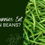 Can Bunnies Eat Green Beans
