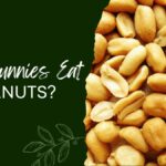 Can Bunnies Eat Peanuts