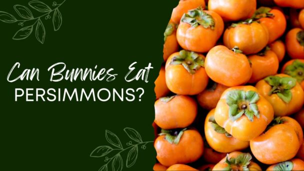 Can Bunnies Eat Persimmons