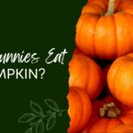 Can Bunnies Eat Pumpkin
