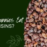 Can Bunnies Eat Raisins
