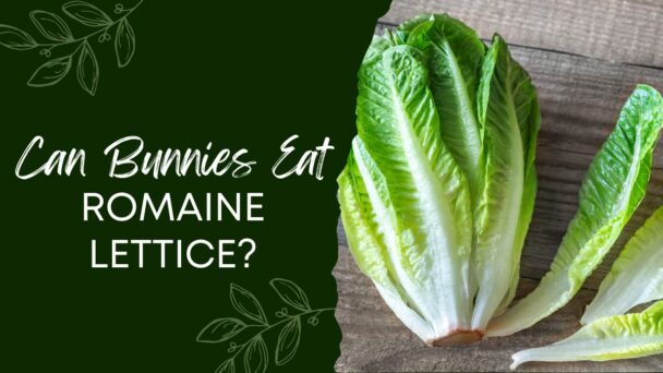 Can Bunnies Eat Romaine Lettuce