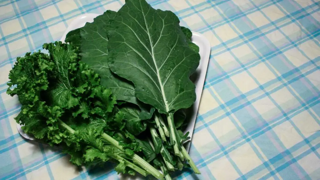 Can Rabbits Eat Collard Greens Every Day