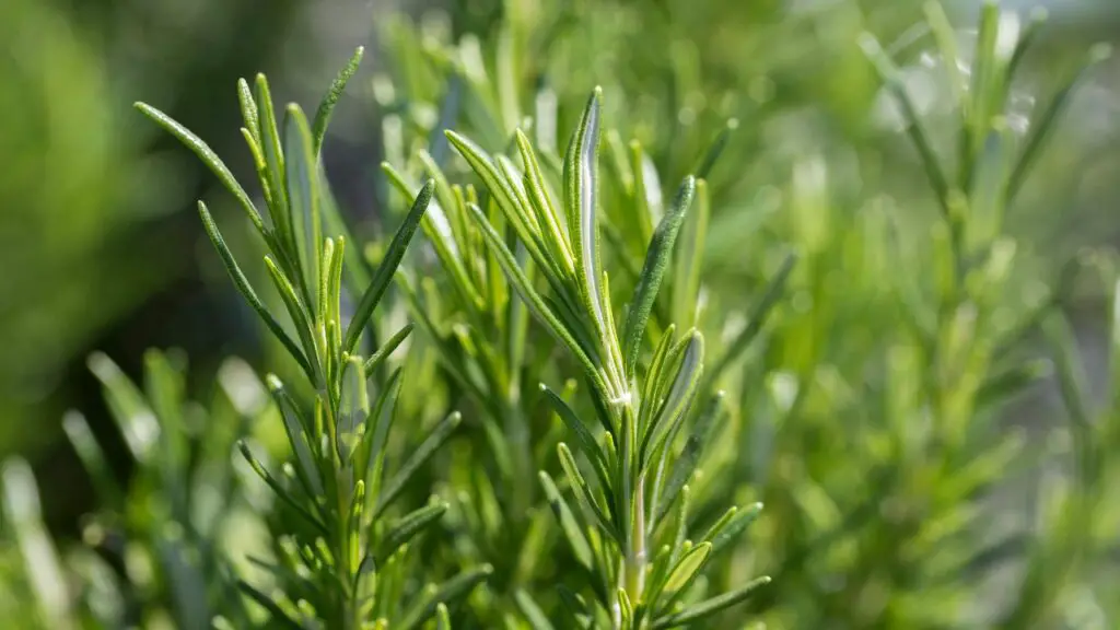 How Much Rosemary Is Safe For Rabbits