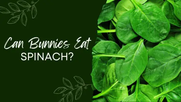 Can Bunnies Eat Spinach