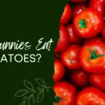Can Bunnies Eat Tomatoes